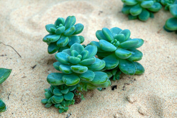 Sydney Australia, sedum clavatum succulent in arid garden