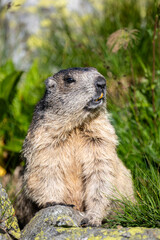 Tatra Alpine Marmot, Marmota marmota latirostris. The Tatra Mountains.