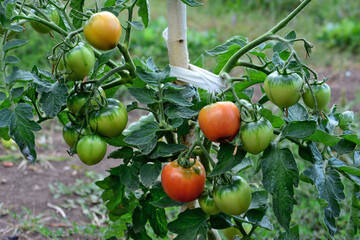 ripening tomatoes on the branch on the plant in the garden close up  