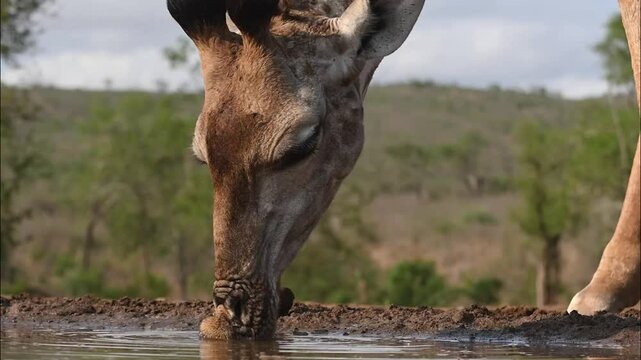Jirafa bebiendo agua en Sud&aacute;frica