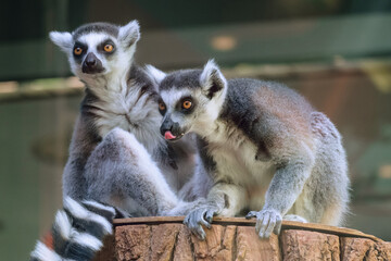 Obraz premium Pair of ring-tailed lemurs sitting on a wooden stump. Funny lemur catta showing tongue.