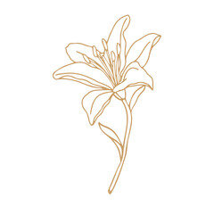 Fototapeta na wymiar Lily flower hand drawn design,isolate on white background