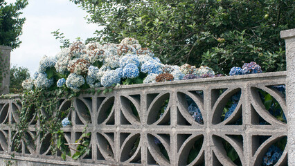 Arbusto de hortensias marchitas sobre valla de hormigón