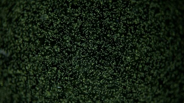 Unicellular algae Dunaliella salina under the microscope, Chlorophyta phylum, Volvocales order. Green in color, they live mainly in salty seas.