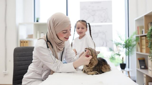 Musim vet expert doing dental checkup for cat in hospital