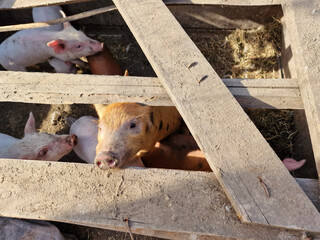 Cute little pigs in a paddock on a farm. Green life. Caring for livestock on the farm. Beautiful horizontal photo