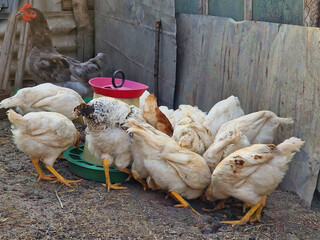 Hens and rooster are fed millet on the farm. Bird care in the village. Green life. Beautiful horizontal photo