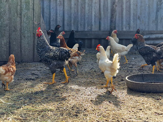 Hens and rooster run around on the farm. Eco life. Bird care in the village. Beautiful horizontal photo