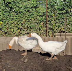 Two white geese walk and eat in a poultry farm, village life and eco. Bird care.