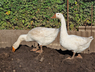 Two white geese walk and eat at the poultry farm, bird care.