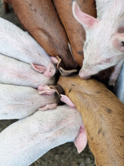 Cute white pigs eat from a bowl on a farm. Green life. Care of newborn animal pigs.