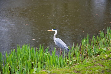 Reiher