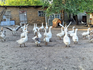 A flock of white geese in a poultry farm, bird care, a lot of geese