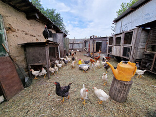 Chickens and petechs walk in the poultry farm. Bird care in the village. Green life. Chicken pens.