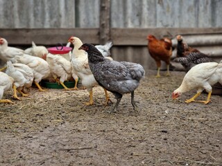 Bird care in the village. Rooster leader and breeding birds. Chickens and petechs walk in the poultry farm. Green life.