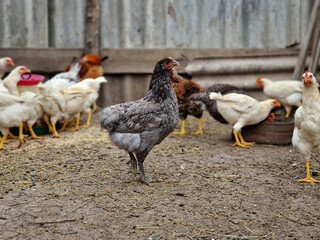 Bird care in the village. Chickens and petechs walk in the poultry farm. Green life. Rooster leader and breeding birds.