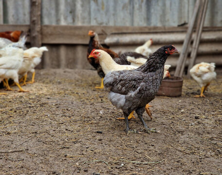 Chickens and petechs walk in the poultry farm. Green life. Bird care in the village. Rooster leader and breeding birds.