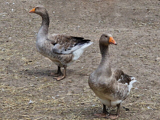 Two gray ducks close up in a poultry farm in the village, eco life.