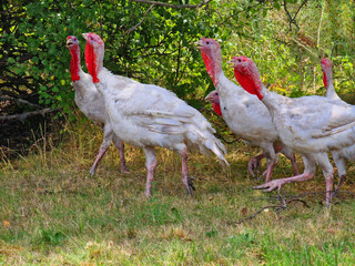 A flock of turkeys in summer against the backdrop of green nature, minimalistic photo, caring for turkeys, eco life