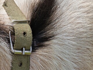 Long wool fur of a goat in a collar close-up, background photography. animal care