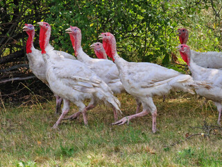 A flock of turkeys in summer against the backdrop of green nature, caring for turkeys, minimalistic photo,