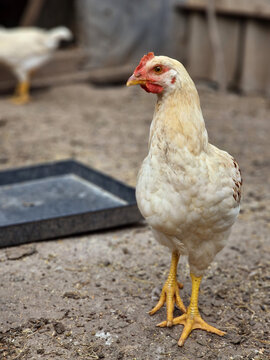 One white chicken close-up walks in a poultry farm. Breeding birds in the village and caring for chickens.