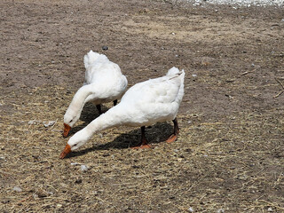 Two white geese close up in a poultry farm in the village, eco life.