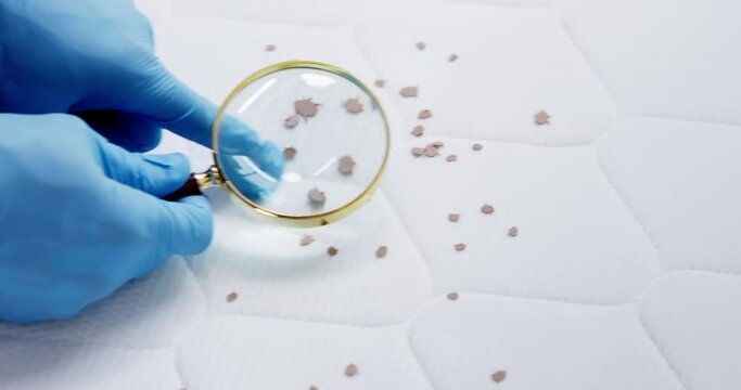 Bed Bug Infestation And Treatment Service