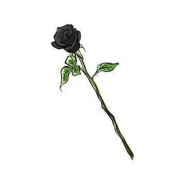 black rose cartoon vector