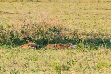 Lioness (Panthera leo) nursing her lion cubs in savannah in Serengeti national park, Tanzania