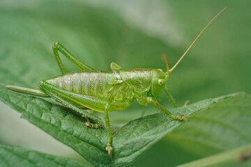 Fototapeta premium Closeup on an upland green bush-cricket, Tettigonia cantans sitting on a leaf