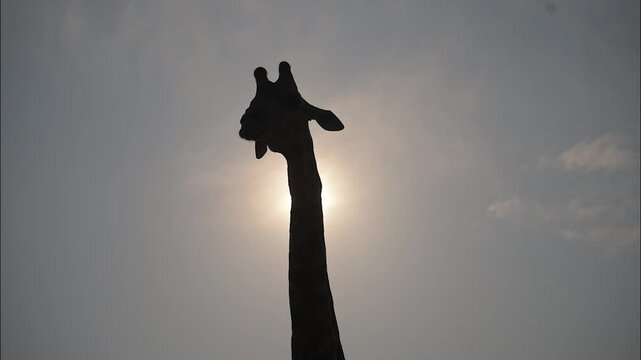 Jirafa a contraluz del sol, salvaje en &Aacute;frica
