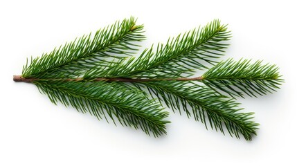 Pine branch isolated on white background. Fir tree branch isolated on white created with Generative...