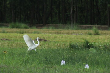 ছোট ধলা বক - Little egret running to catch fish
