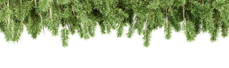 Christmas tree branches isolated	
