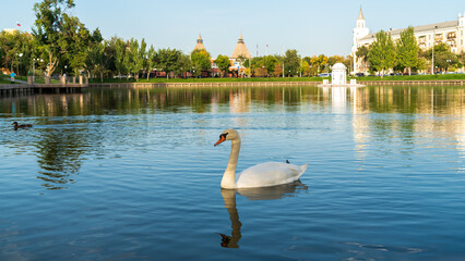 Astrakhan, Russia. Swan lake with birds. Swan. Against the background of the towers of the...
