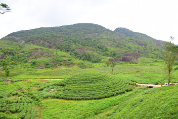 Obraz premium tea plantation
