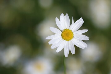 Fototapeta premium beautiful chamomiles in the meadow