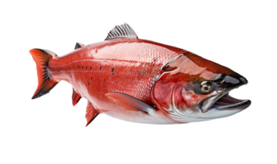 Salmon Isolated against white background. Background.