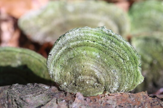 Violet-toothed polypore or 
Trichaptum biforme is a species of poroid fungus 