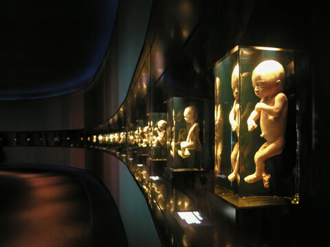 The stages of Fetal Development - Museum of Science and Industry