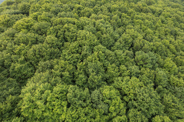 Summer landscape above the green forest