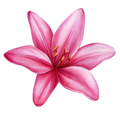 Fototapeta premium Pink lily, beautiful flower on an isolated white background, watercolor illustration, botanical painting