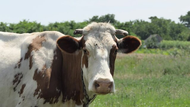 Close-up of a cow's head with a bell on its neck eating grass in a meadow. The concept of agriculture