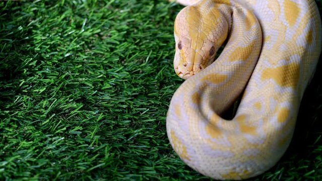 Slow motion vibrant yellow and white python snake on artificial green grass
