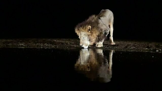 Le&oacute;n africano bebiendo en una charca de noche