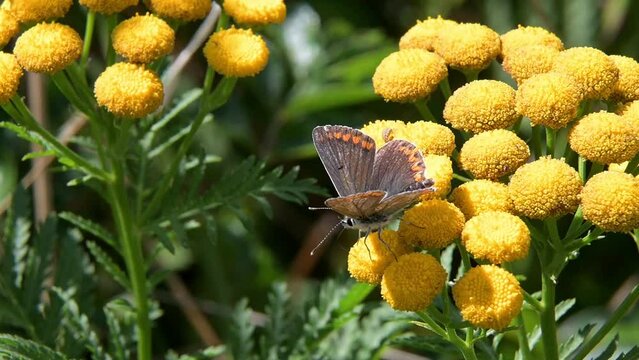 Brown Argus butterfly (Aricia agestis) male feeding on yellow flowers and flying away. August, Kent, UK. [Slow motion x5]