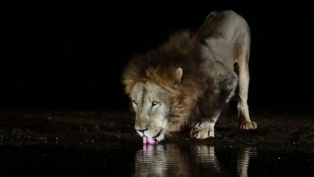 Le&oacute;n africano bebiendo en una charca de noche