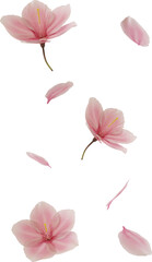 3d render floating cherry blossom flower