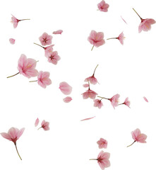 Obraz premium 3d render flying pink cherry blossom petal